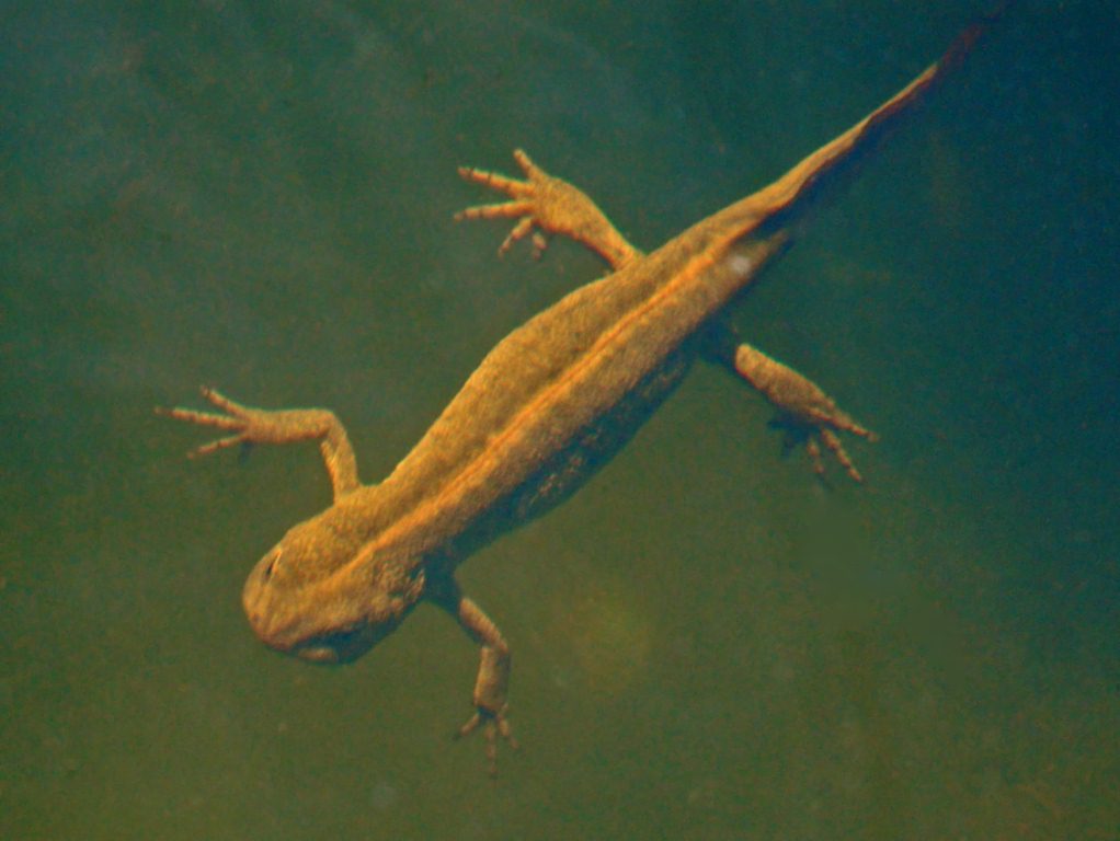 Un tritone da identificare - Triturus carnifex